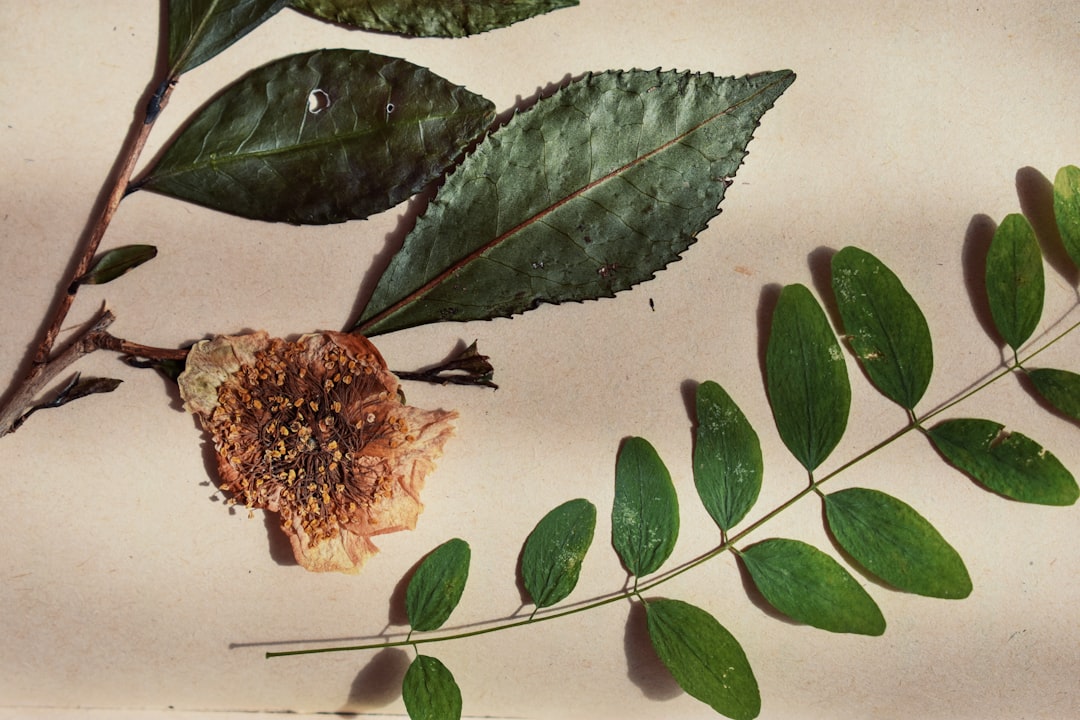 Suplementacja roślinna: zdrowie i energia z natury